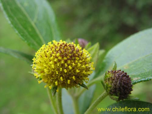 Image of Podanthus ovatifolius (Mitique / Palo negro). Click to enlarge parts of image.