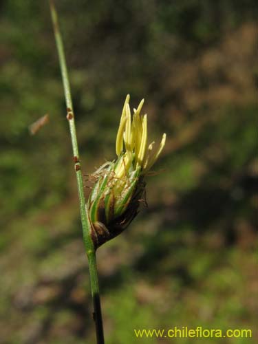 Bild von Carex sp. #K7377 (). Klicken Sie, um den Ausschnitt zu vergrössern.