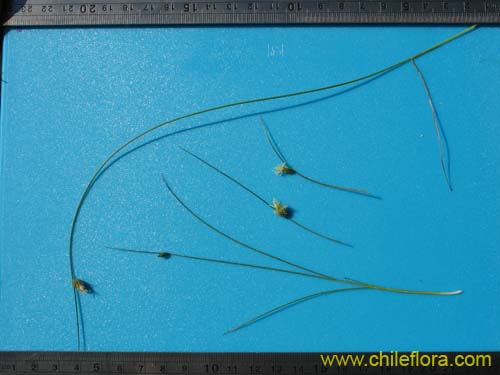 Bild von Carex sp. #K7377 (). Klicken Sie, um den Ausschnitt zu vergrössern.