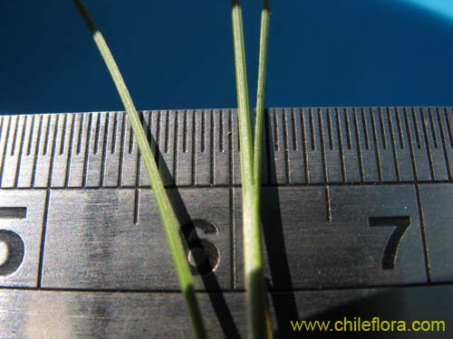 Bild von Carex sp. #K7377 (). Klicken Sie, um den Ausschnitt zu vergrössern.