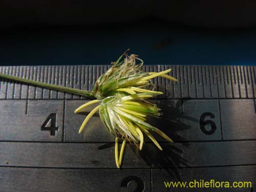 Bild von Carex sp. #K7377 (). Klicken Sie, um den Ausschnitt zu vergrössern.