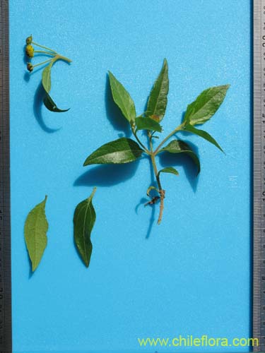 Image of Podanthus ovatifolius (Mitique / Palo negro). Click to enlarge parts of image.