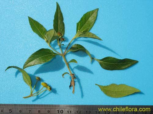 Image of Podanthus ovatifolius (Mitique / Palo negro). Click to enlarge parts of image.