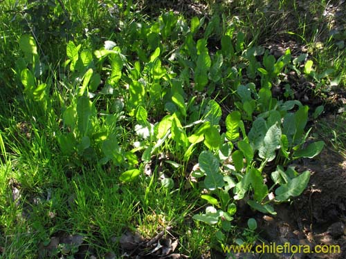Image of Rumex acetosa (). Click to enlarge parts of image.