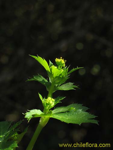 Bild von Sanicula crassicaulis (). Klicken Sie, um den Ausschnitt zu vergrössern.
