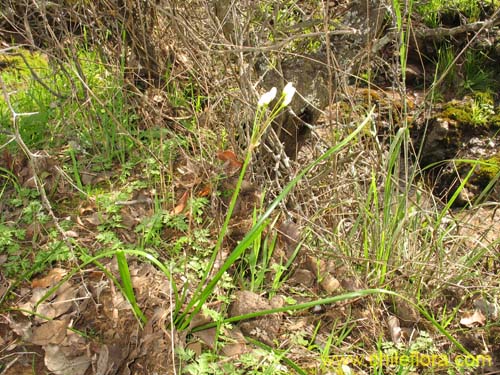 Image of Nordoscordum # 2191 (). Click to enlarge parts of image.