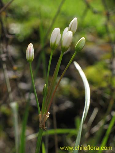 Image of Nordoscordum # 2191 (). Click to enlarge parts of image.