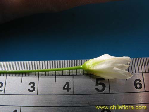 Image of Nordoscordum # 2191 (). Click to enlarge parts of image.