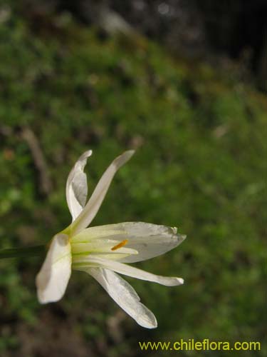 Image of Nordoscordum # 2191 (). Click to enlarge parts of image.