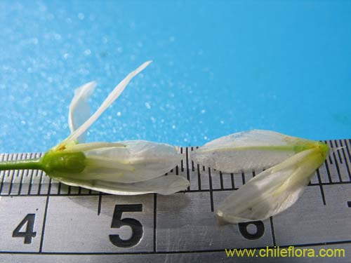 Image of Nordoscordum # 2191 (). Click to enlarge parts of image.