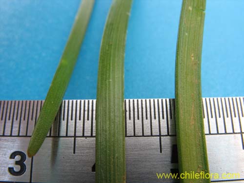 Image of Nordoscordum # 2191 (). Click to enlarge parts of image.