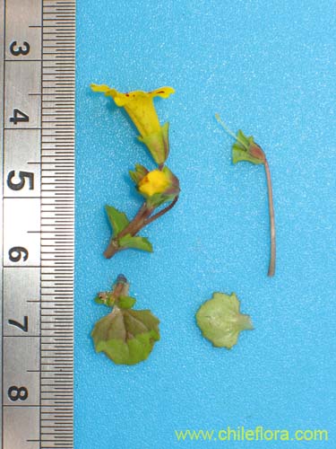 Imágen de Mimulus bridgesii (). Haga un clic para aumentar parte de imágen.