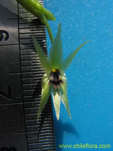 Image of Miersia chilensis (Miersia). Click to enlarge parts of image.