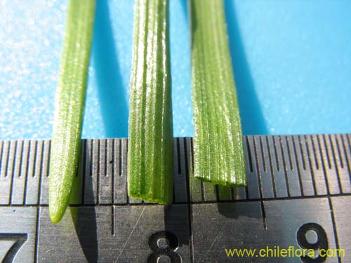 Image of Miersia chilensis (Miersia). Click to enlarge parts of image.