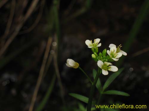 Bild von Brassicaceae sp. #2372 (). Klicken Sie, um den Ausschnitt zu vergrössern.