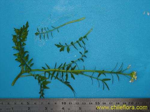 Bild von Brassicaceae sp. #2372 (). Klicken Sie, um den Ausschnitt zu vergrössern.