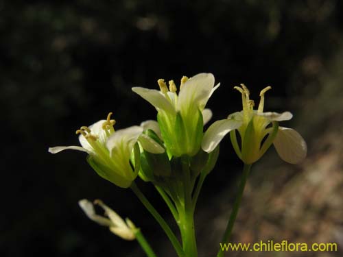 Bild von Brassicaceae sp. #2372 (). Klicken Sie, um den Ausschnitt zu vergrössern.