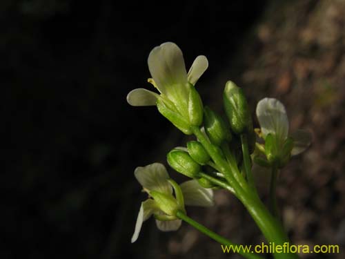 Bild von Brassicaceae sp. #2372 (). Klicken Sie, um den Ausschnitt zu vergrössern.