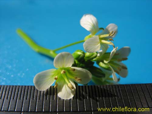 Bild von Brassicaceae sp. #2372 (). Klicken Sie, um den Ausschnitt zu vergrössern.