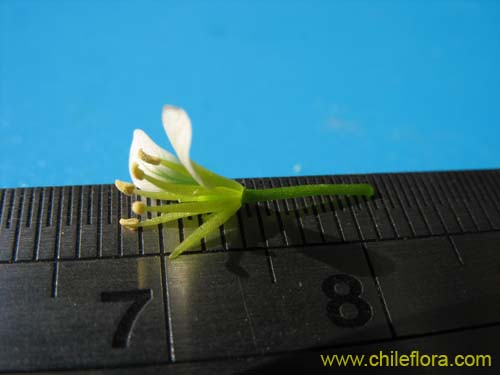 Bild von Brassicaceae sp. #2372 (). Klicken Sie, um den Ausschnitt zu vergrössern.