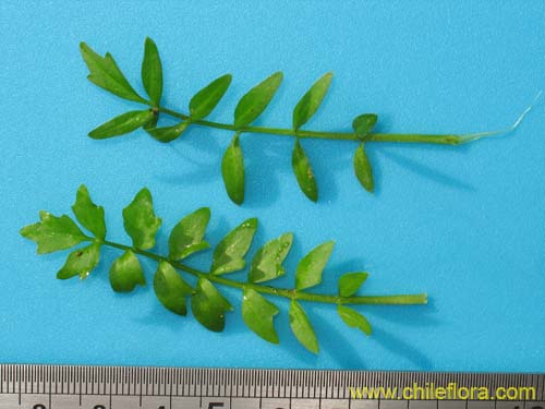 Bild von Brassicaceae sp. #2372 (). Klicken Sie, um den Ausschnitt zu vergrössern.