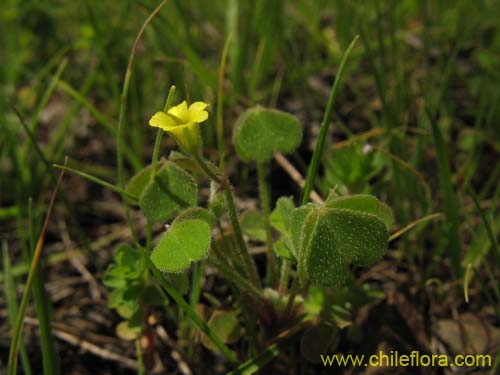 Bild von Oxalis sp. #1587 (). Klicken Sie, um den Ausschnitt zu vergrössern.