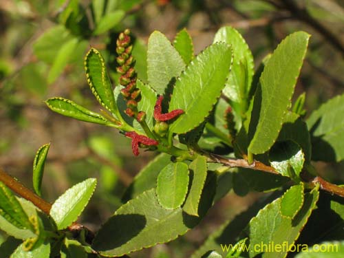 Imágen de Colliguaja odorifera (Colliguay). Haga un clic para aumentar parte de imágen.