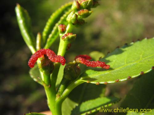 Imágen de Colliguaja odorifera (Colliguay). Haga un clic para aumentar parte de imágen.