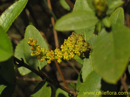 Imágen de Colliguaja odorifera (Colliguay). Haga un clic para aumentar parte de imágen.