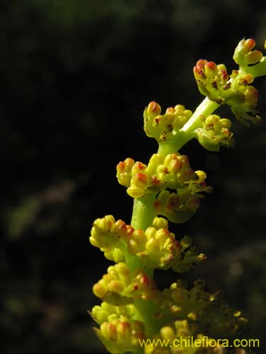 Imágen de Colliguaja odorifera (Colliguay). Haga un clic para aumentar parte de imágen.