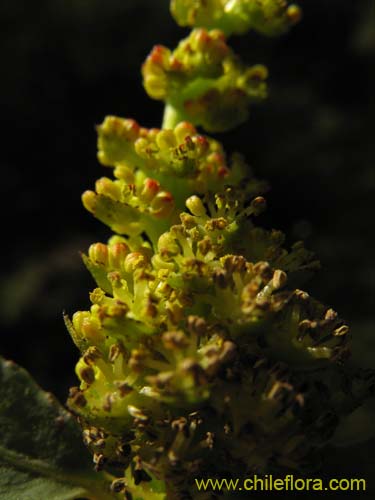 Imágen de Colliguaja odorifera (Colliguay). Haga un clic para aumentar parte de imágen.