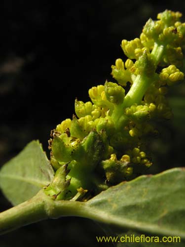 Imágen de Colliguaja odorifera (Colliguay). Haga un clic para aumentar parte de imágen.