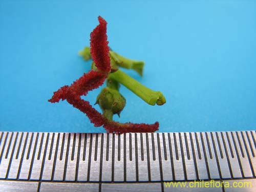 Imágen de Colliguaja odorifera (Colliguay). Haga un clic para aumentar parte de imágen.