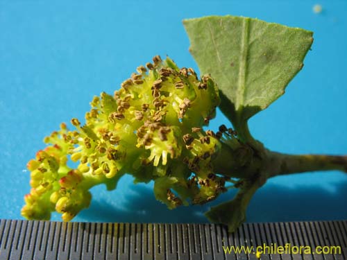 Imágen de Colliguaja odorifera (Colliguay). Haga un clic para aumentar parte de imágen.