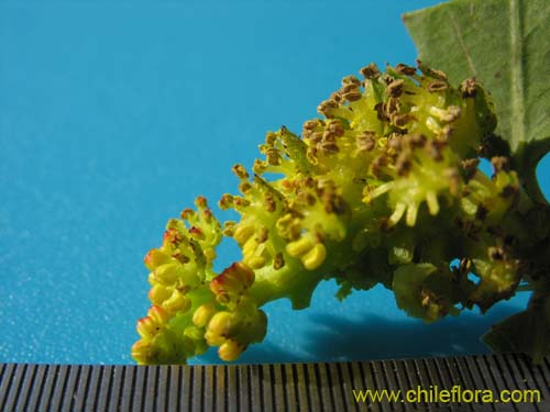 Imágen de Colliguaja odorifera (Colliguay). Haga un clic para aumentar parte de imágen.