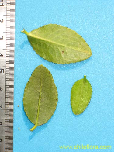 Imágen de Colliguaja odorifera (Colliguay). Haga un clic para aumentar parte de imágen.