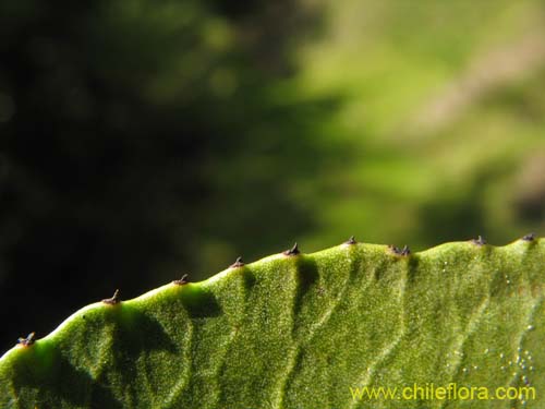 Imágen de Colliguaja odorifera (Colliguay). Haga un clic para aumentar parte de imágen.