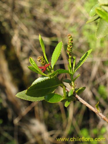 Imágen de Colliguaja odorifera (Colliguay). Haga un clic para aumentar parte de imágen.