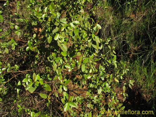 Imágen de Colliguaja odorifera (Colliguay). Haga un clic para aumentar parte de imágen.