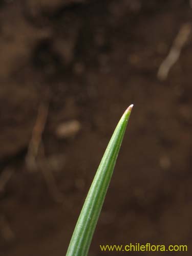 Imágen de Sisyrinchium junceum (Huilmo / Huilmo rosado). Haga un clic para aumentar parte de imágen.