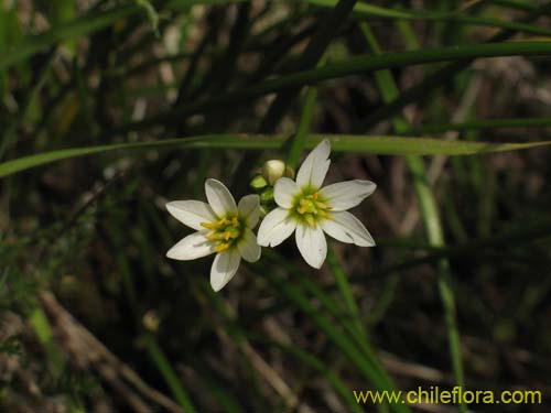 Image of Nordoscordum # 2191 (). Click to enlarge parts of image.