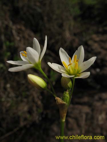 Image of Nordoscordum # 2191 (). Click to enlarge parts of image.