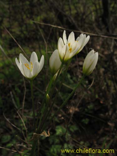 Image of Nordoscordum # 2191 (). Click to enlarge parts of image.