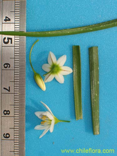 Image of Nordoscordum # 2191 (). Click to enlarge parts of image.