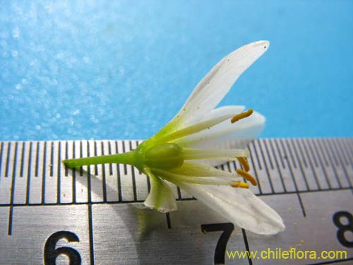 Image of Nordoscordum # 2191 (). Click to enlarge parts of image.