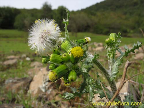 Image of Senecio vulgaris (). Click to enlarge parts of image.