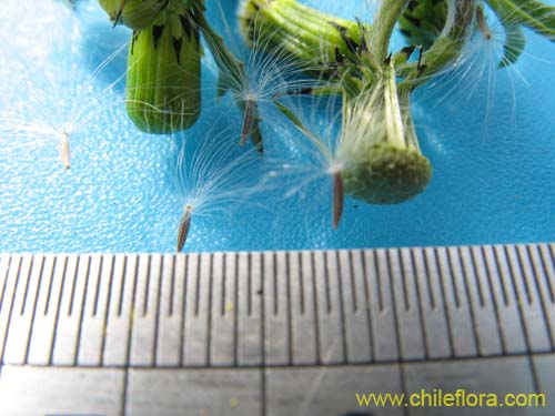 Image of Senecio vulgaris (). Click to enlarge parts of image.