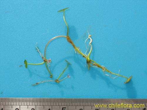 未確認の植物種 sp. #2313の写真