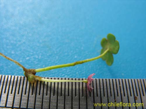 未確認の植物種 sp. #2313の写真