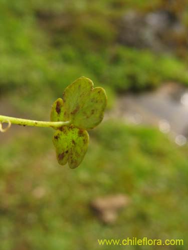 未確認の植物種 sp. #2313の写真